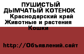 ПУШИСТЫЙ ДЫМЧАТЫЙ КОТЕНОК - Краснодарский край Животные и растения » Кошки   